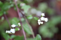 Eupatorieae