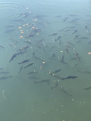 Oncorhynchus tshawytscha