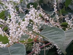 Fallopia baldschuanica