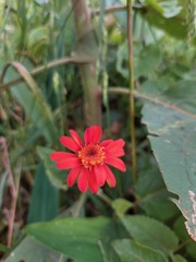 Pseudogynoxys benthamii