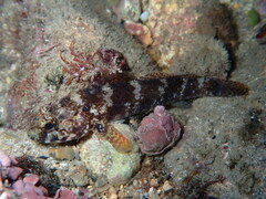 Gobius paganellus