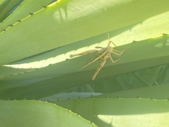 Cyrtacanthacris tatarica