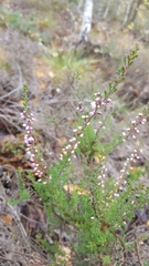 Calluna vulgaris