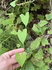 Fallopia convolvulus