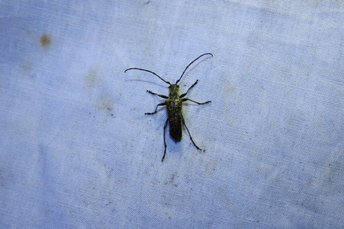 Mottled Longhorned Beetle photo 5
