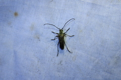 Anthophylax attenuatus