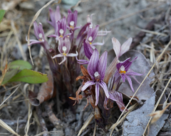 Aphyllon californicum