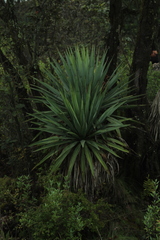 Furcraea parmentieri