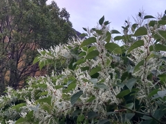 Fallopia baldschuanica