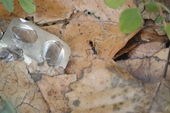 Taeniaptera trivittata