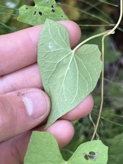 Fallopia convolvulus