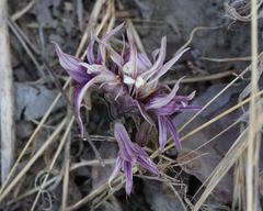 Aphyllon californicum