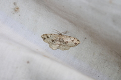 Melanolophia