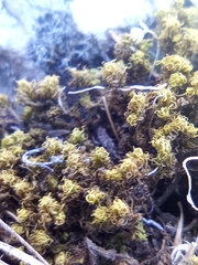 Tortella tortuosa