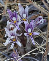 Aphyllon californicum