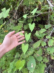 Fallopia convolvulus