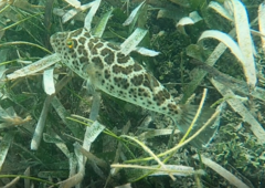 Sphoeroides testudineus