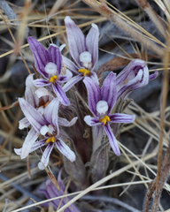 Aphyllon californicum