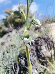 Chloraea galeata