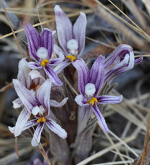 Aphyllon californicum