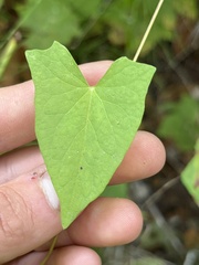 Fallopia convolvulus