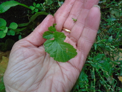 Sisymbrium officinale