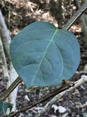 Euonymus alatus