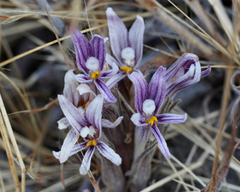 Aphyllon californicum
