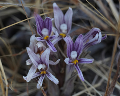 Aphyllon californicum
