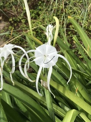 Hymenocallis