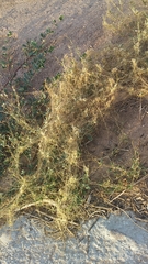 Cuscuta tuberculata