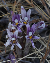 Aphyllon californicum