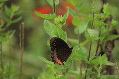 Gyrocheilus patrobas patrobas