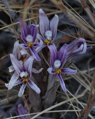 Aphyllon californicum