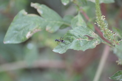 Taeniaptera trivittata