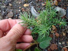Petrosedum
