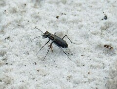 Cicindela punctulata punctulata