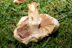Agaricus bisporus