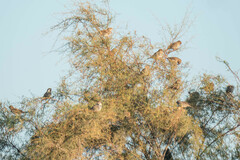 Passer hispaniolensis