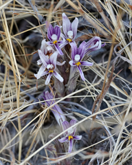 Aphyllon californicum