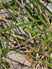 Liolaemus chiliensis