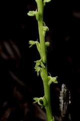 Platanthera cooperi