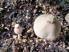 Leucocoprinus ianthinus