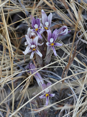 Aphyllon californicum
