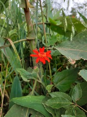 Pseudogynoxys benthamii