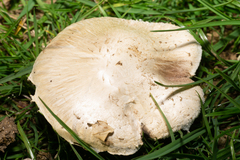 Agaricus bisporus