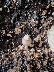 Leucocoprinus ianthinus
