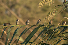 Passer hispaniolensis