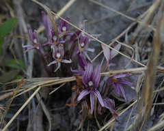 Aphyllon californicum