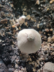Leucocoprinus ianthinus